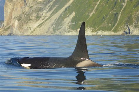 facts  orcas killer whales whale dolphin conservation australia