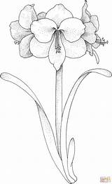 Amaryllis Flower Coloring Pages Printable Color sketch template