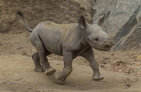 critically endangered baby rhino   adorable addition   species   huffpost