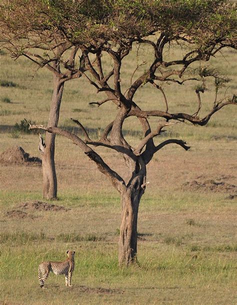 elsen karstads pic  day kenya