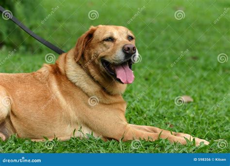 canine unit stock photo image  canine lush leash field