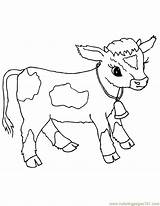 Cow Coloring Pages Baby Calf Animals Cows Printable Farm Kids Animal Sheets Draw Seç Pano sketch template