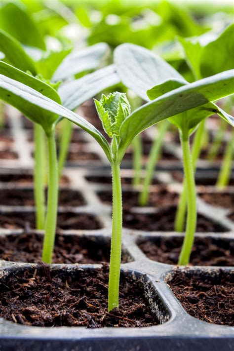 start seeds indoors grow   vegetable flower plants