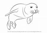 Seal Monk Hawaiian Drawing Draw Step Seals Animals Drawingtutorials101 Tutorial Tutorials sketch template
