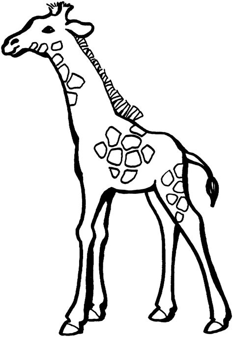 giraffe   standing   middle   coloring page