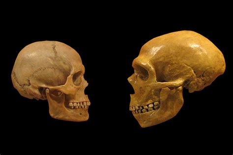 What Ancient Dna Tells Us About Humans And Neanderthals