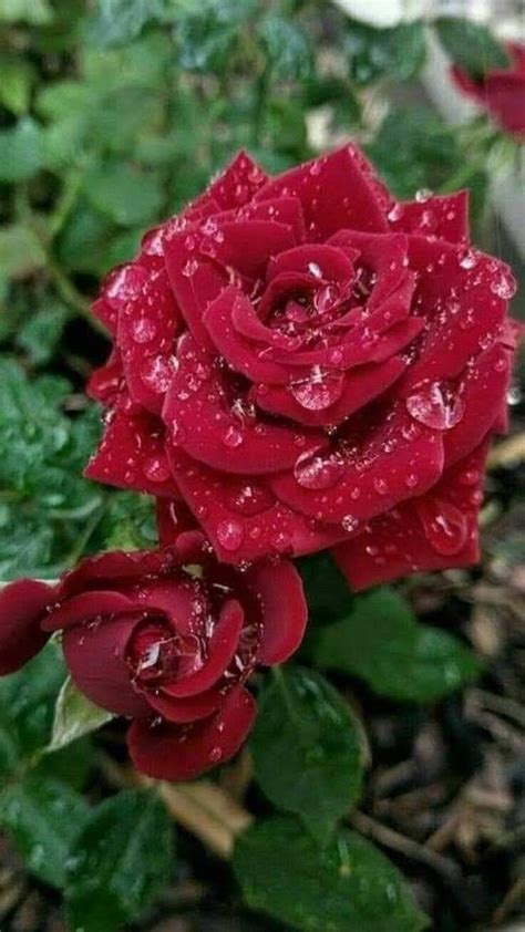 sergio aldana navarro teextraÑosiempreremm rosas vermelhas rosas imagem rosa