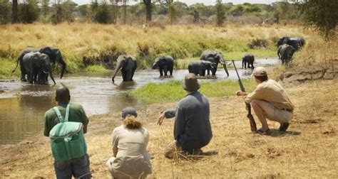The Importance Of Ecotourism In African Safari Camps The