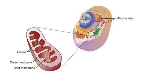 mitochondrial structure  functions zoology hubs