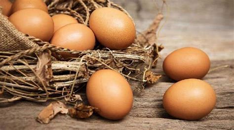 menetaskan telur ayam  kardus secara tradisional