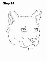 Cougar Draw Drawing Easy Head Mountain Step Lion Drawings Puma Animal Detail How2drawanimals Choose Board Paintingvalley Cartoon sketch template