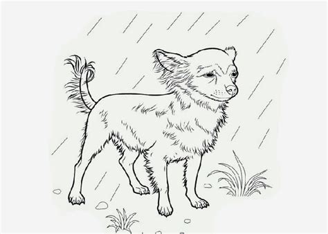 chihuahua coloring page  coloring pages  coloring books  kids