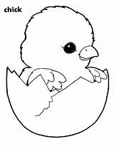 Chick Coloring Hatching Eggshell Tocolor Dibujos sketch template