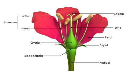 parts   flower involved  sexual reproduction