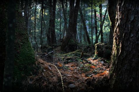 aokigahara el aterrador bosque de los suicidios en japón tiempo hn