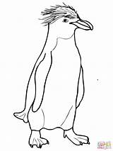 Macaroni Crested King Pingwin Rockhopper Colorir Penguins Emperor Adelie Coloringhome Pinguim Kolorowanki Designlooter Coloringbay sketch template