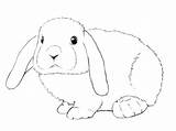 Bunny Drawing Draw Rabbit Bunnies Lop Easy Holland Mini Step Drawings Cute Clipart Rabbits Central Outline Sketches Drawcentral Easter Painting sketch template