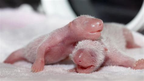 panda babies zwillinge nach kuenstlicher befruchtung geboren welt