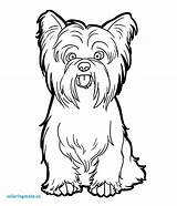Boston Terrier Drawing Coloring Getdrawings sketch template