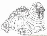 Walrus Coloring Getdrawings sketch template