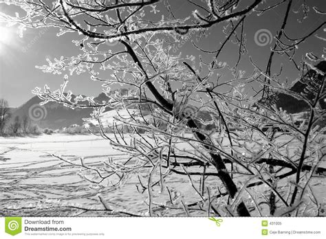 arbol en invierno imagen de archivo imagen de nieve invierno