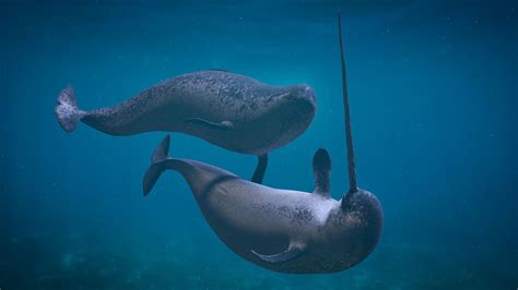curious narwhal facts