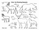 Mammals Wyoming Habitats Weasel Mustela sketch template