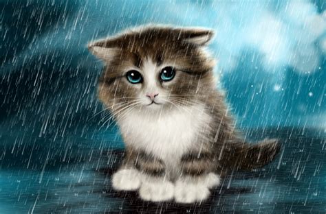 rain kitten sadness hd wallpaper