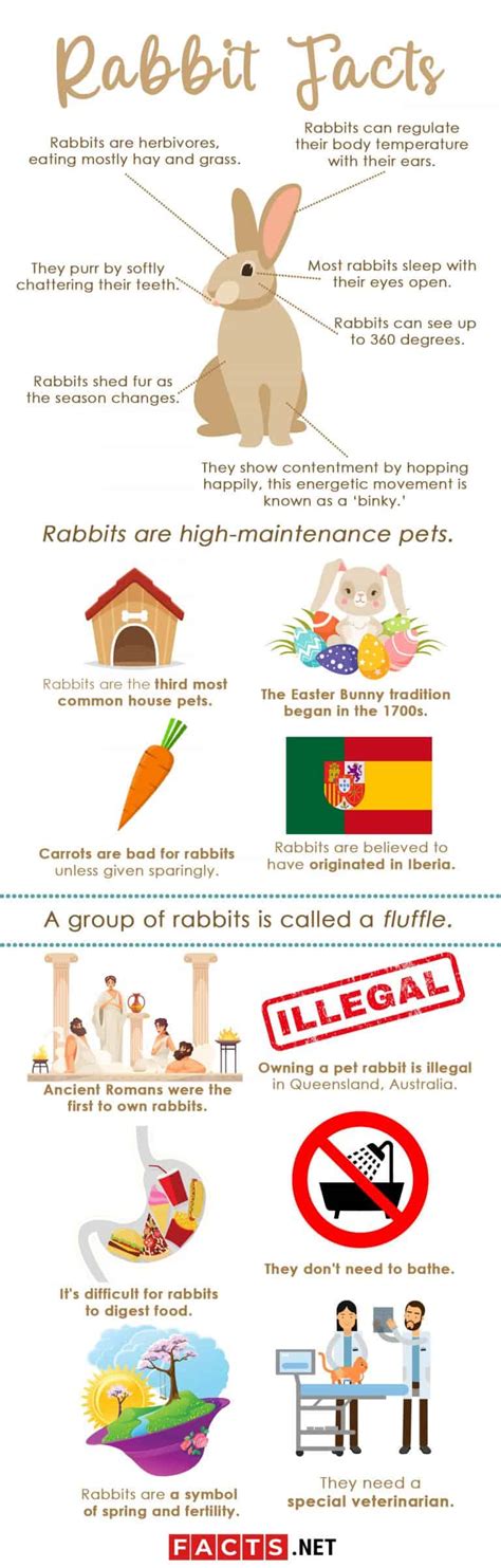 rabbit facts   surely   hopping factsnet
