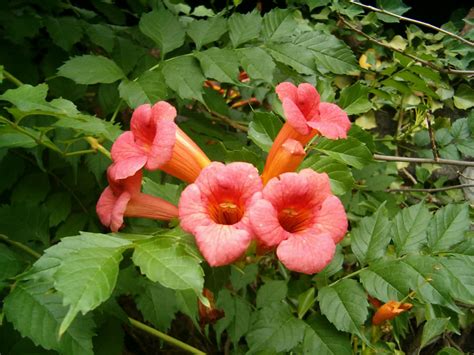 campsis radicans trumpet vine world  flowering plants