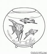 Colorare Pesci Ryby Akwariowe Fische Acuario Peces Kolorowanki Kolorowanka Aquarienfische Disegni Malvorlagen Domestiques Colorkid Dibujos Dzieci Haustiere Zwierzęta Domowe sketch template
