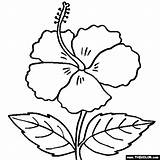 Hibiscus Coloring Flower Library Codes Insertion sketch template