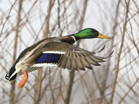 duck hunting npr