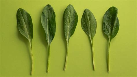 spinazie acht feiten en fabels  het bladgewas kassa bnnvara