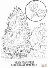 Coloring Tree Rhode Island State Pages Bird Drawing Printable sketch template