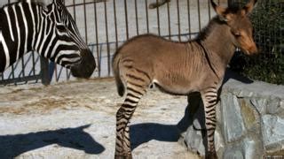 cross   donkey   zebra  born bbc newsround