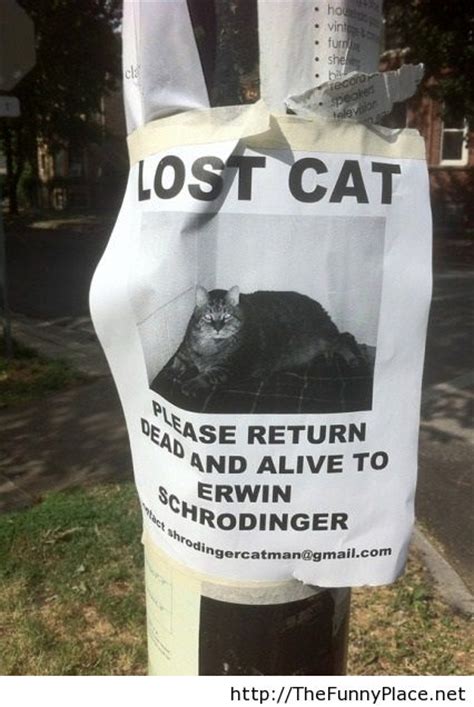 lost cat please return dead and alive image 978322 by thefunnyplace on