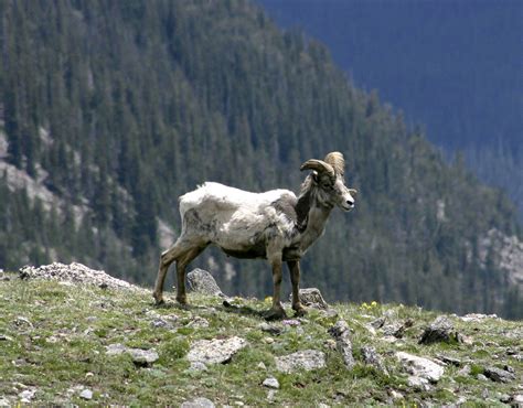 rocky mountain nat park  goat named jeff continental div flickr