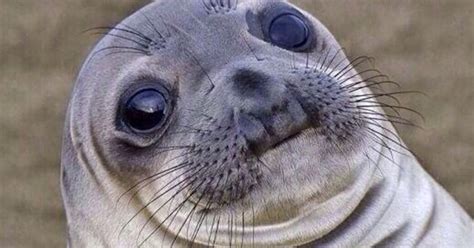 awkward moment seal wants to help you express your profound shame wired
