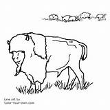 Buffalo Coloring Pages Color Index Own sketch template