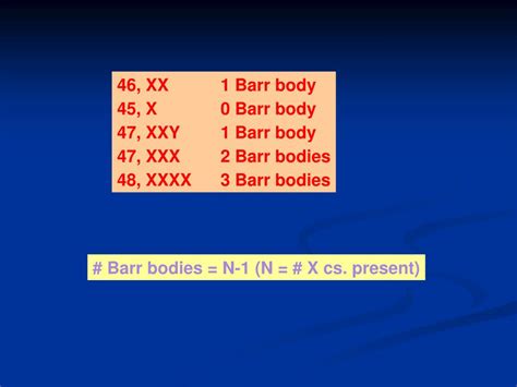 Ppt Lab 11 Sex Chromatin Bodies Barr Body Powerpoint Presentation