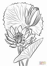 Nymphaea Loto Lotusblume Plantas Supercoloring Dibujosparacolorear Caerulea Egipcio Super sketch template