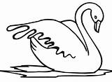Cigno Schwan Colorear Disegno Cigni Ausmalbild Zeichnen Cisne Vogel Stampare Bestcoloringpagesforkids Swans Wasservogel Tender Sta Anatroccolo Brutto Kategorien sketch template