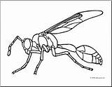 Wasp Coloring Pages Getcolorings Insects Clip 57kb 236px sketch template