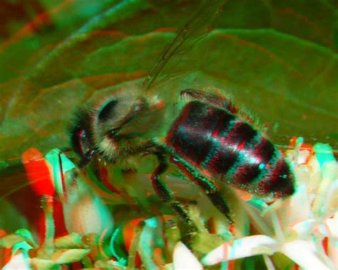 bee on flower 3d macro lumix h ft012 10 anaglyph stereo r… flickr