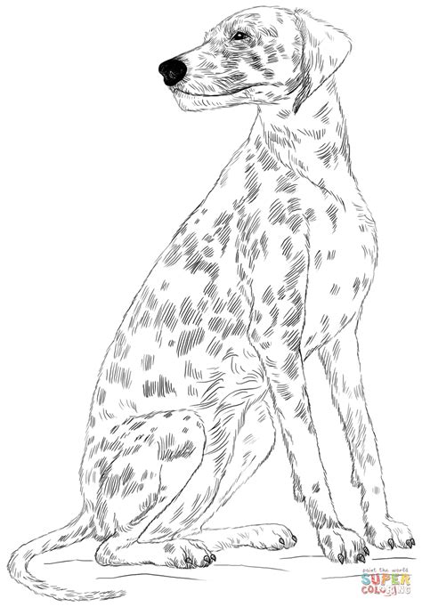 dalmatian dog coloring page  printable coloring pages