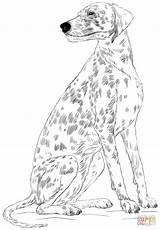 Coloring Dalmatian Pages Dog Printable Drawing sketch template