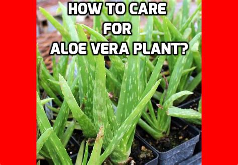 what is the easiest way to enjoy the health benefits of aloe vera