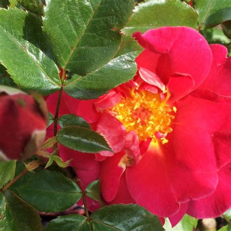 happy anniversary floribunda rose