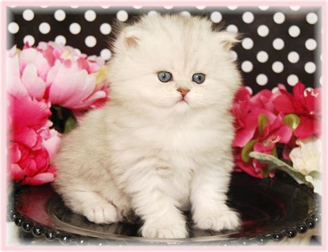teacup persian kittens  sale price pets journeys